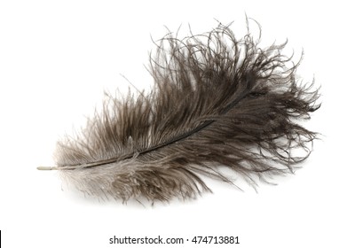 Ostrich Feather Isolated On White