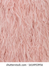 Ostrich feather texture, pink feather background, for design, mock-up