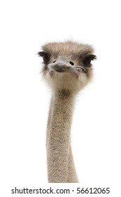 ostrich female head isolated