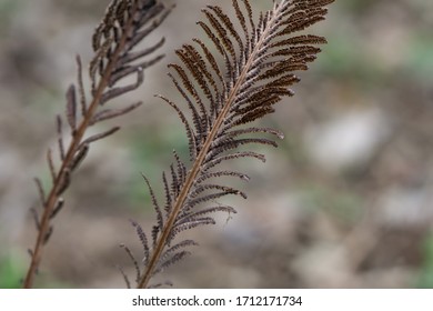 Ostrich Fern Fertile Fronds In Springtime