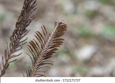 Ostrich Fern Fertile Fronds In Springtime