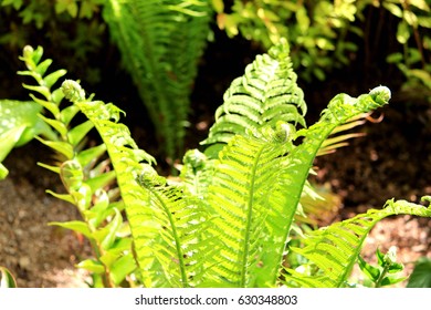 Ostrich Fern Herb Garden