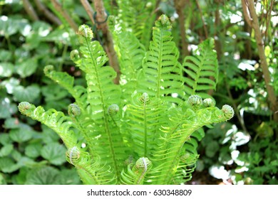 Ostrich Fern Herb Garden