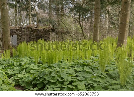 Ostrich Fern (Matteuccia struthiopteris) in an Alpine Garden with a Derelict Stone Building in the Background within The Lake District National Park in Rural Cumbria, England, UK