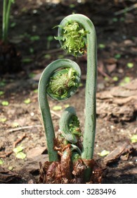 Ostrich Fern In Spring