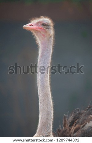 Similar – ortrait of a young vulture