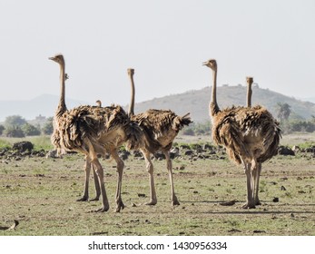 Ostrich Flock In Kenya Safari