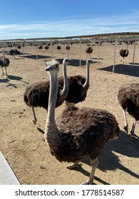 Ostrich Flock On The Farm