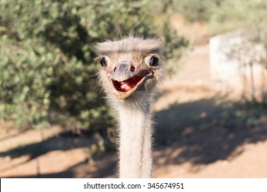 Ostrich Funny Portrait.