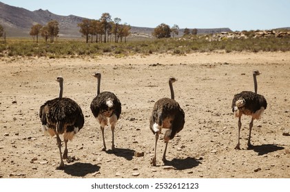 Ostrich, group and wildlife conservation for safari or indigenous with feather or wings in Africa. Animal, back or birds walking in environment ecosystem or habitat for sustainability or biodiversity - Powered by Shutterstock