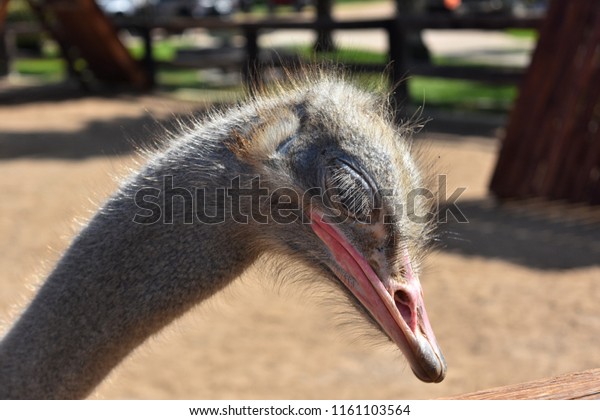 ostrich hair