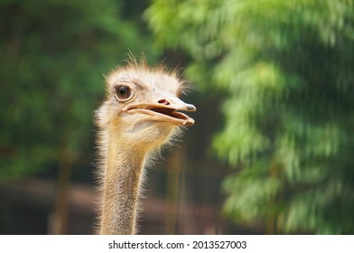 Ostrich Hairy Head And Neck Portrait