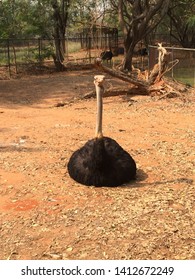 Ostrich Hatching In The Zoo