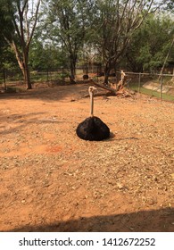 Ostrich Hatching In The Zoo