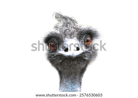 Ostrich head close up looking at camera isolated on white background