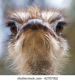 Ostrich Head Closeup