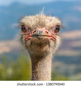 Ostrich Head frontal in Natural Environment. The Ostrich or Common Ostrich (Struthio camelus) is either one or two species of large flightless birds native to Africa