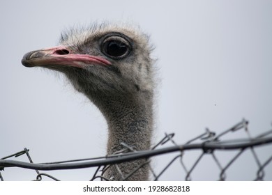 Ostrich head peering over a fence