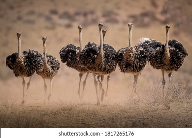 Ostrich Hens are kicking up dust as they try to escape the Cocks during mating season in the Kgalagadi.