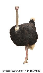 Ostrich Isolated On White Background