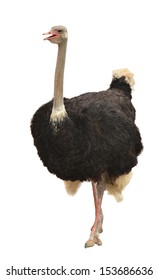 Ostrich Isolated On White Background
