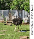 The ostrich is the largest bird in the world, native to Africa. Unable to fly, it is famous for its great speed when running. It has long feathers, strong legs and lays the largest eggs among birds.