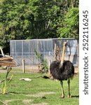 The ostrich is the largest bird in the world, native to Africa. Unable to fly, it is famous for its great speed when running. It has long feathers, strong legs and lays the largest eggs among birds.