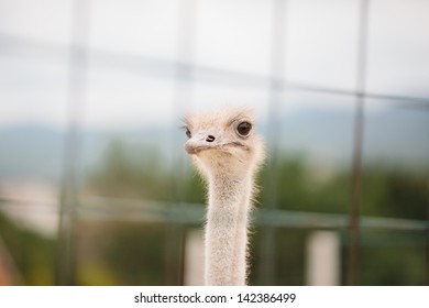ostrich looking at camera