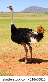 Ostrich Male