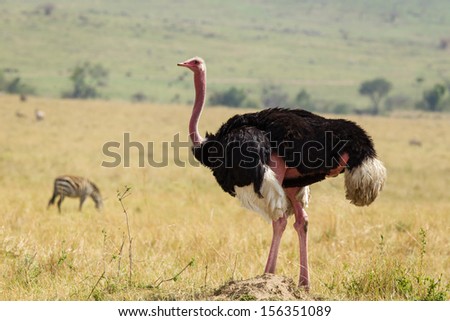 Ostrich, Masai Mara, Kenya