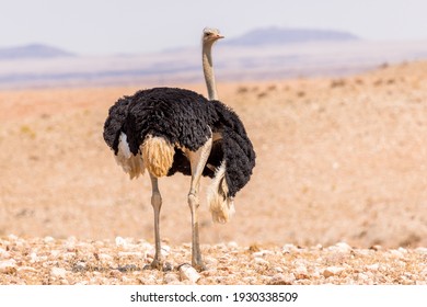 Ostrich in the Namib Desert, near Solitaire, Namibia