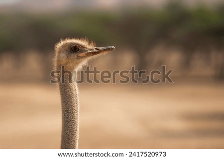 ostrich in nature reserve ontheft united emirates