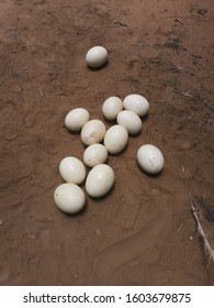 Ostrich Nest With 13 Eggs