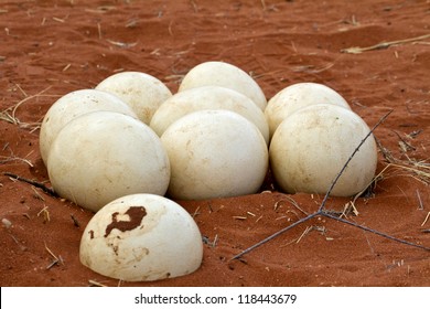 Ostrich Nest In Namibia