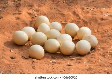 Ostrich Nest In Zoo