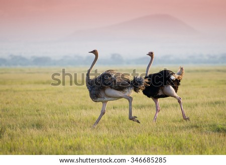 Ostrich on the african savannah