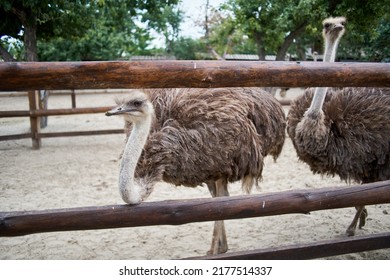 ostrich on an eco farm at the zoo, blue sky