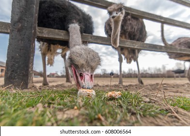 Ostrich On A Farm Eating Cookies