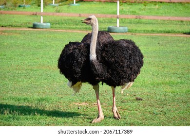 Ostrich on the green lawn