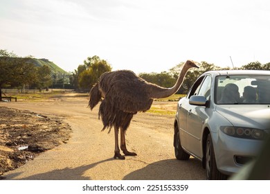 Un avestruz en la carretera se acerca a los autos rogando por comida.