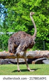 Ostrich Is One Or Two Species Of Large Flightless Birds Native To Africa, The Only Living Member(s) Of The Genus Struthio.