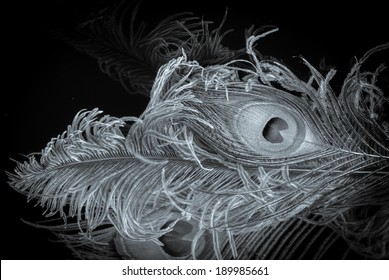 An Ostrich And Peacock Feathers On A Black Surface In Black And White