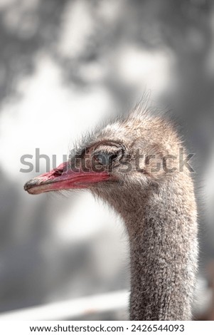 Ostrich portrait. Big eyes, pink beak. Close-up view of domestic ostrich. Bird, animal idea concept. Funny facial expressions. No people, nobody. Horizontal photo.