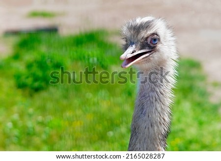 Ostrich portrait close up. Ostrich (nandu breeds) head on a green grass background. Nandu is a big flightless bird native to South America.