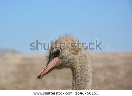 Ostrich portrait crestfallen in the foreground
