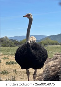 An ostrich posing for the camera 