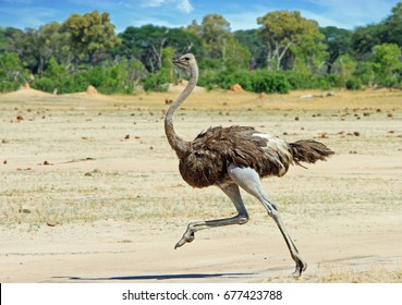 Ostrich running across the Hwange Plains in Zimbabwe, Southern Africa