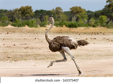 Ostrich Running across the Plains in Hwange - Zimbabwe