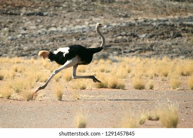 Ostrich running in desert