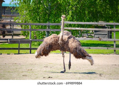 The ostrich runs with its wings open